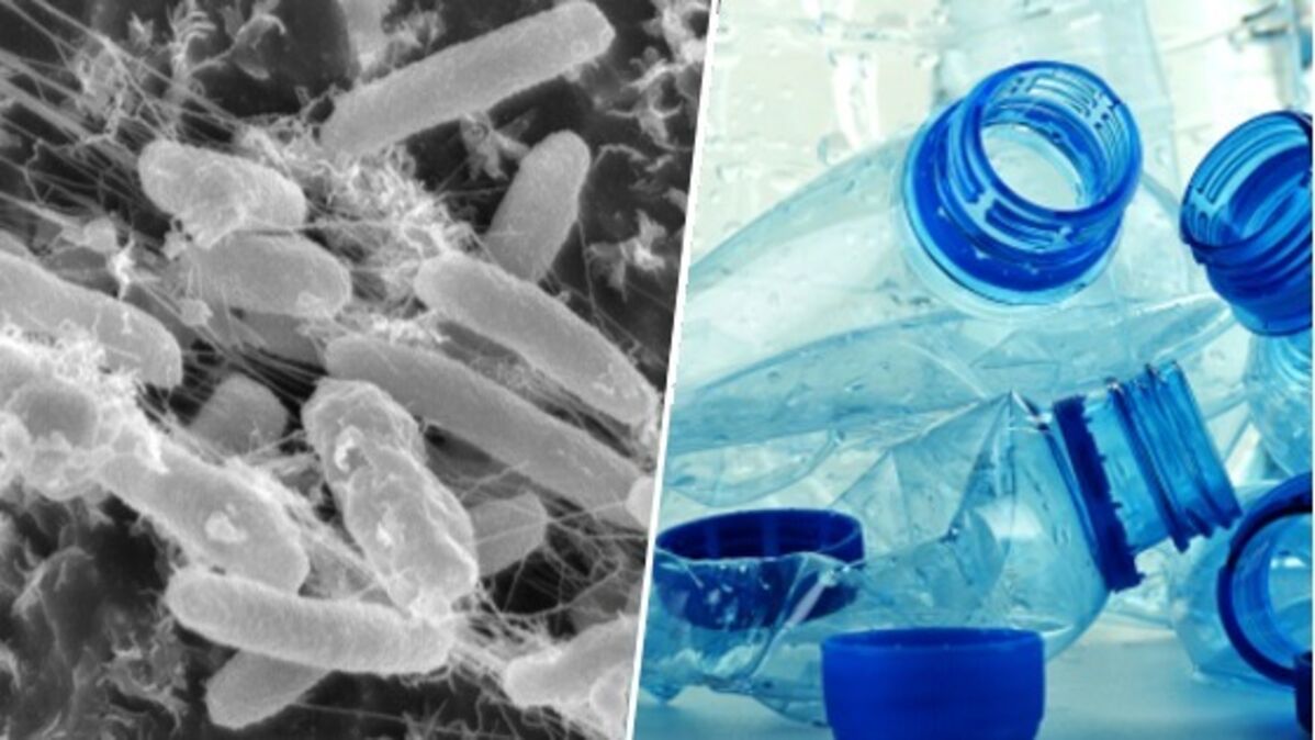 Des chercheurs découvrent une bactérie mangeuse de plastique, un nouvel espoir contre la pollution ?