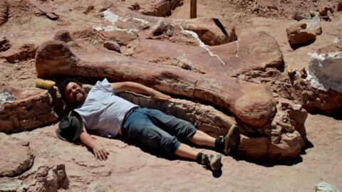 Le « Patagotitan mayorum », aussi lourd que douze éléphants, est bien le plus gros dinosaure de l’Histoire