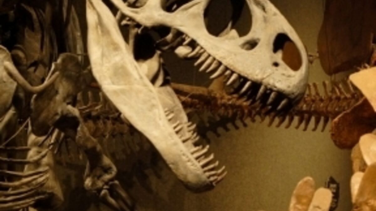 Des sauropodes découverts en Chine - Sciences et Avenir