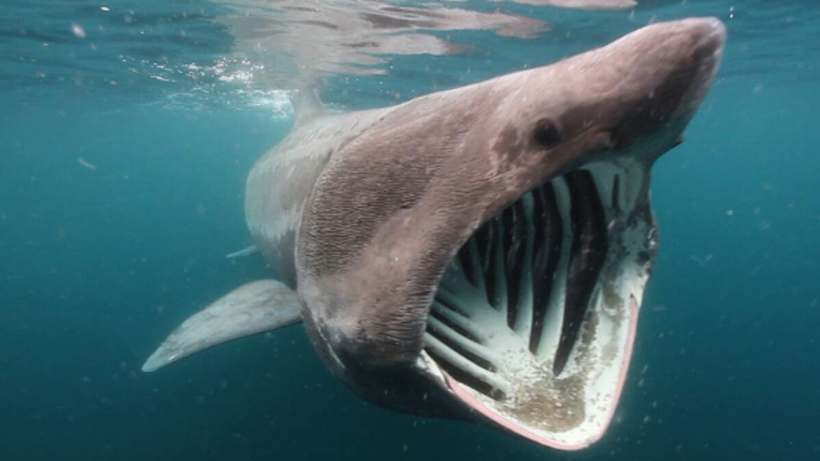 самая большая акула в мире фото
