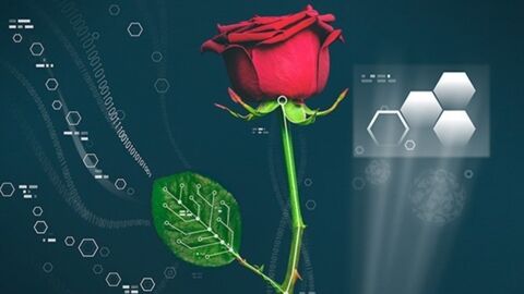 La première rose "bionique" créée en intégrant des circuits électroniques à de vraies fleurs