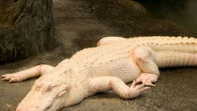 rencontre avec un crocodile