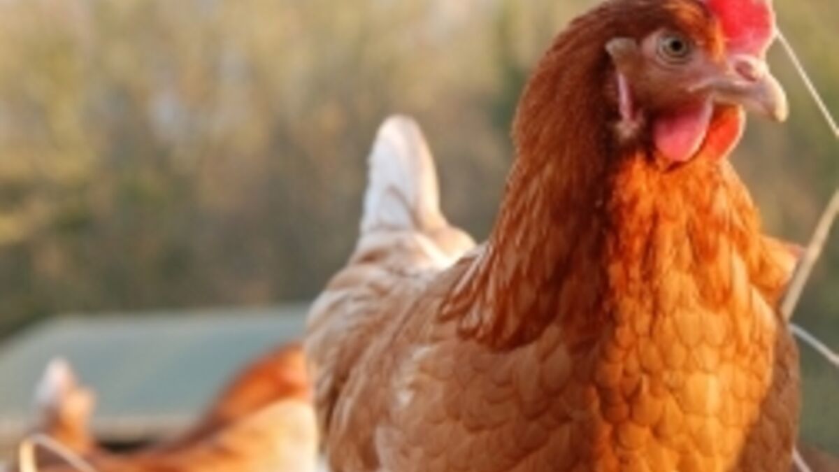 Comment On Dit Poule En Anglais Les poules sensibles aux souffrances de leurs semblables