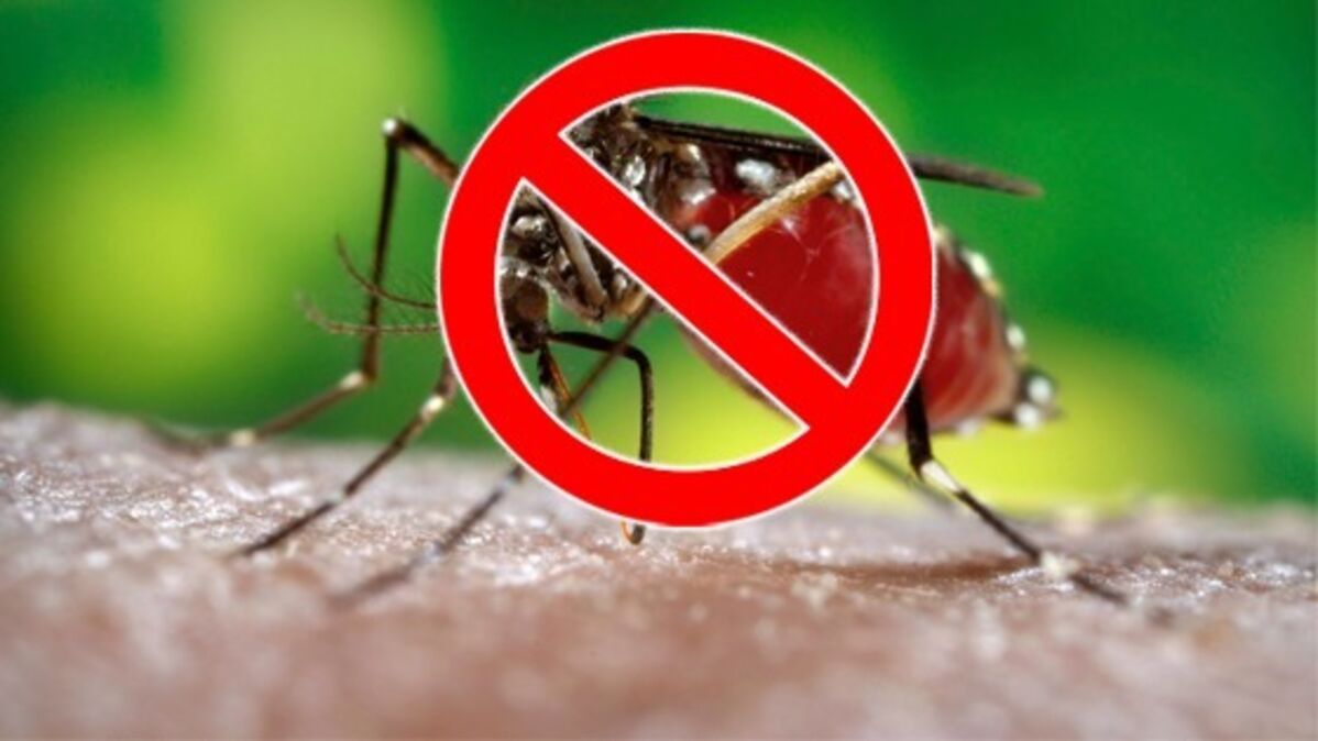 Pourquoi ne pourrait-on pas tuer tous les moustiques sur Terre ?