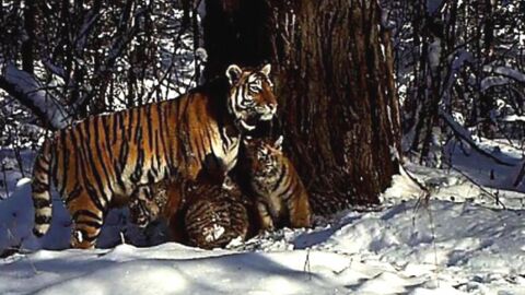 Une tigresse réintroduite en Sibérie donne naissance à deux petits