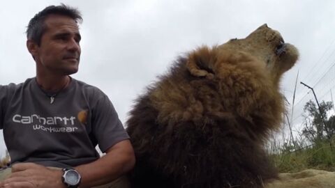 Un lion interrompt un zoologiste en pleine explication