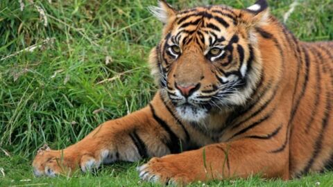 Après 100 ans de déclin, le nombre de tigres sauvages serait pour la première fois en hausse