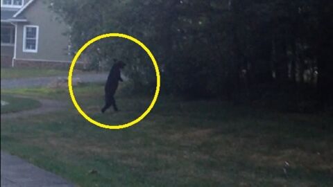 Un ours noir filmé en train de marcher comme un humain