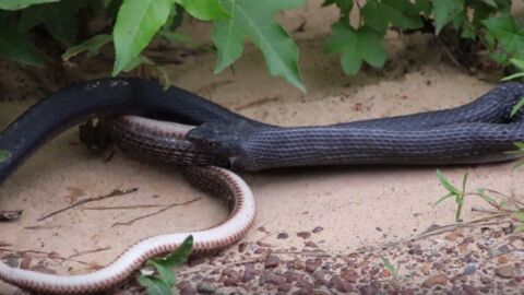 L'énigme du serpent qui en mangeait un autre