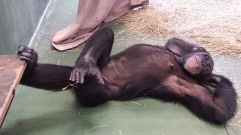 Un sanctuaire américain offre une nouvelle vie à d'anciens chimpanzés de laboratoire
