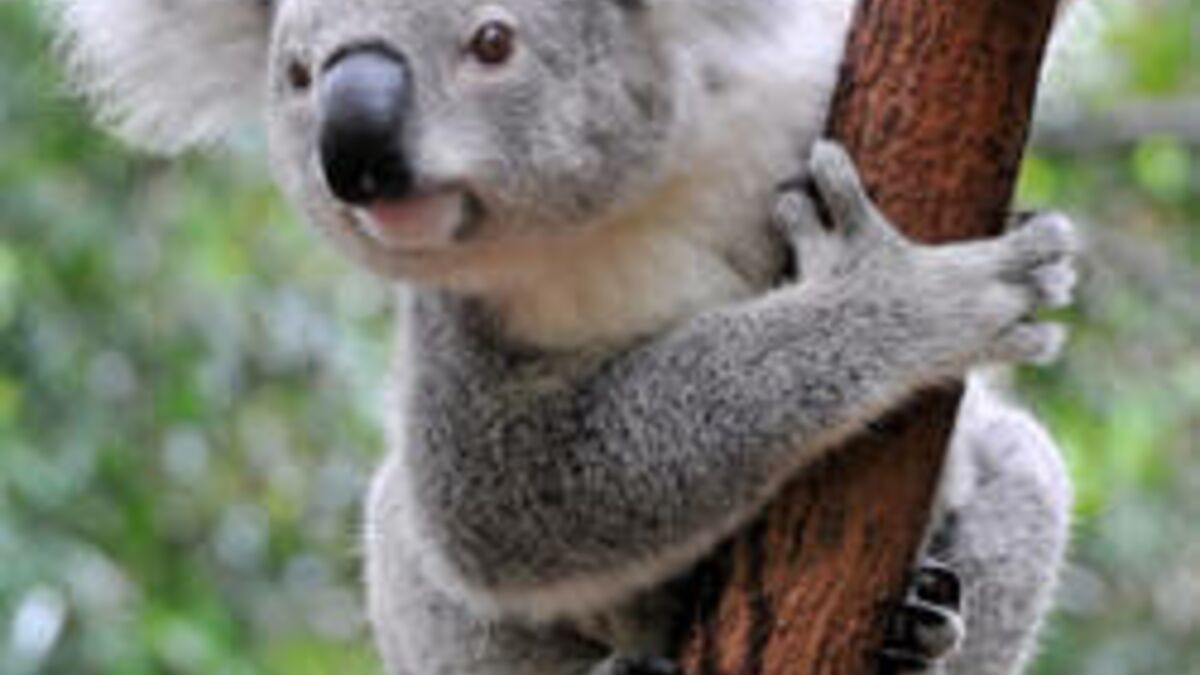 Le koala australien vit des heures bien sombres - Sciences et Avenir