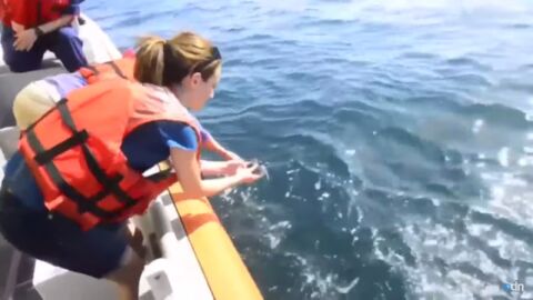 Des gardes-côtes relâchent 25 tortues de mer au large de la Floride