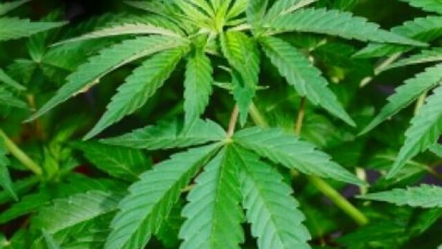 Cannabis : le nouveau test de détection