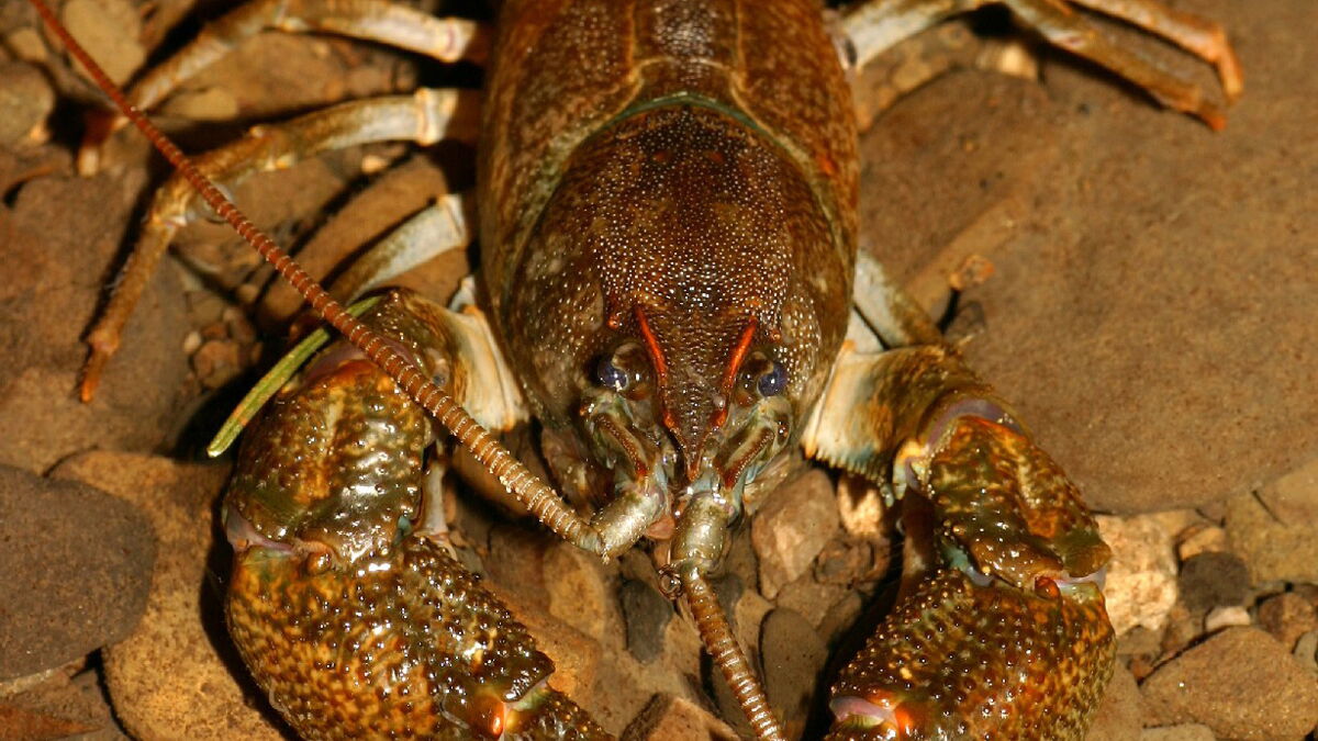 Plus du quart des espèces de crustacés d'eau douce menacées en France