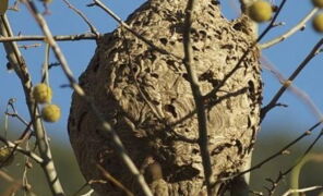 Le Dahu : tout savoir sur l'animal mythique du folklore français