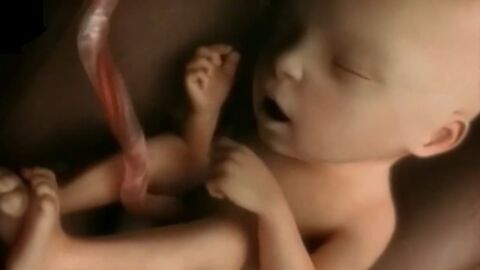 Une étonnante vidéo résume les 9 mois de vie d'un foetus en quelques minutes