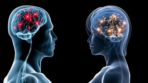 Cerveau : les 4 idées reçues que vous ne devez plus croire sur les différences entre hommes et femmes