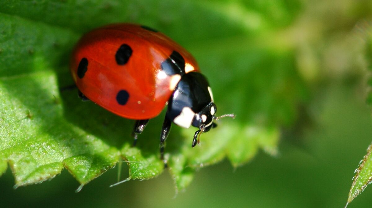 Des milliers de coccinelles distribu es Paris pour remplacer les pesticides