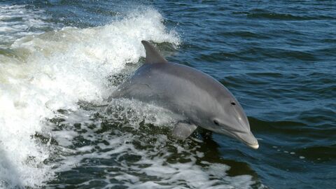 Dauphins : Des Répulsifs Acoustiques Pour Empêcher Les Captures ...