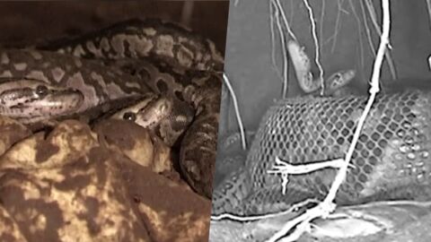 Les pythons femelles ont un comportement maternel et savent prendre soin de leurs petits