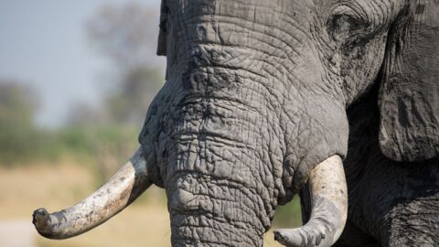 Elephants : le commerce de l'ivoire est désormais interdit en Chine