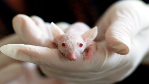 Genoskin : de la peau humaine pour remplacer l'expérimentation animale