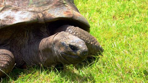 Jonathan, la tortue la plus vieille au monde révèle un étonnant petit secret