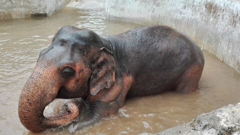 Kaavan, l'éléphant solitaire du zoo d'Islamabad va finalement rejoindre un sanctuaire