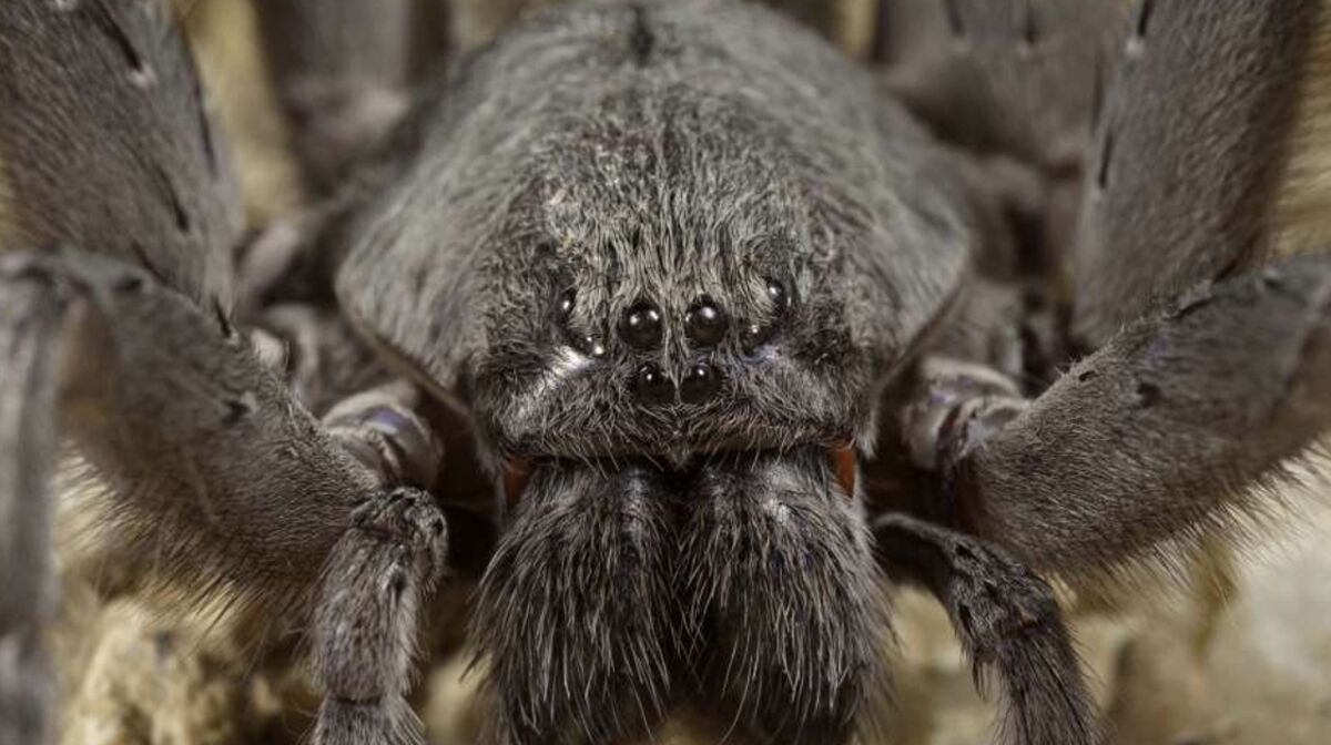 Nueva especie de araña gigante descubierta en cueva de México