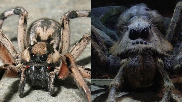 Une nouvelle espèce d'araignée nommée gryffindori en hommage au Choixpeau  magique dans Harry Potter - Sciences et Avenir