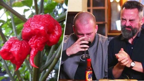 Deux hommes s'amusent à goûter le Carolina Reaper, le piment le plus fort  du monde