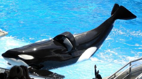 SeaWorld annonce la fin de son élevage d’orques en captivité