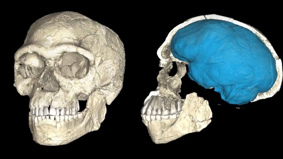 Éthiopie : découverte du plus vieux crâne d'australopithèque jamais mis au  jour