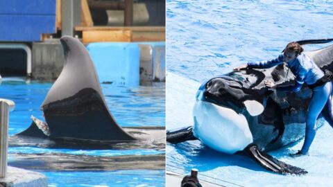 La blessure de Katina, une orque de SeaWorld, relance les critiques sur la captivité des cétacés
