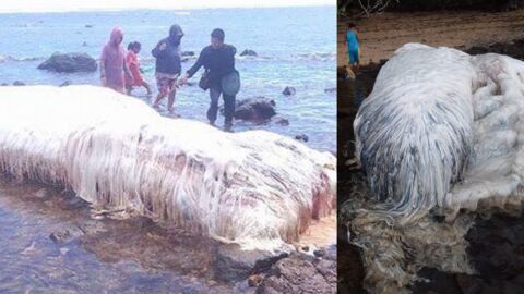Une étrange créature échouée sur une plage des Philippines intrigue les internautes