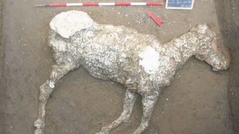 Les archéologues découvrent les restes bien préservés d'un cheval près de Pompéi