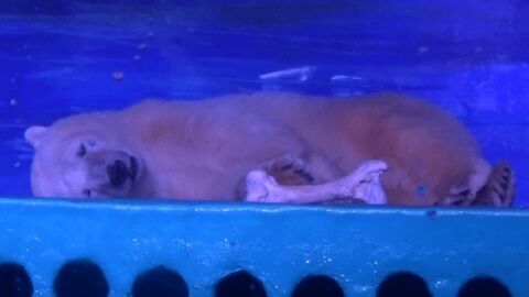 Pizza, l'ours "le plus triste au monde" bientôt libéré de son aquarium en Chine ?