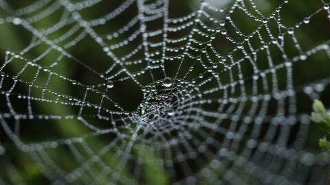 Des chercheurs créent de la soie d’araignée antibiotique capable de soigner les blessures