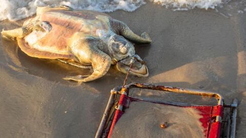 Une tortue en danger d'extinction a été retrouvée morte... piégée par une chaise de plage