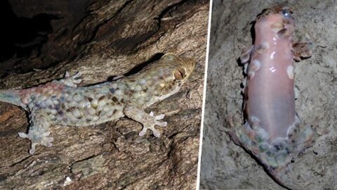 Animaux surprenants : l'incroyable camouflage de la grenouille feuille