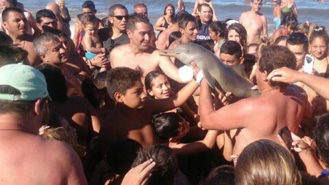 Des touristes tuent un jeune dauphin rare en voulant se prendre en photo avec lui