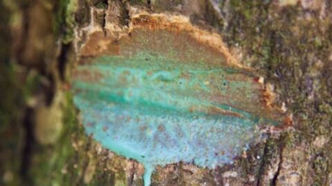 En Nouvelle-Calédonie, un étrange arbre "saigne" du métal