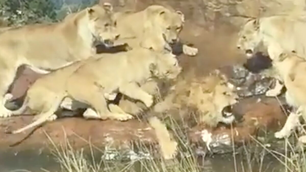 Animaux Quand des lionnes attaquent un lion devant les visiteurs d