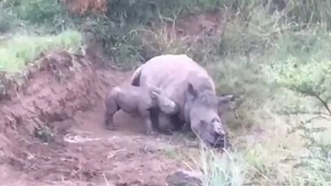 La tragique vidéo d'un petit rhinocéros découvert aux côtés de sa mère tuée par des braconniers