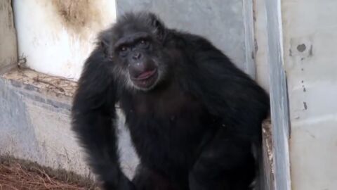 Des chimpanzés de laboratoire découvrent la nature pour la première fois au sanctuaire Chimp Haven