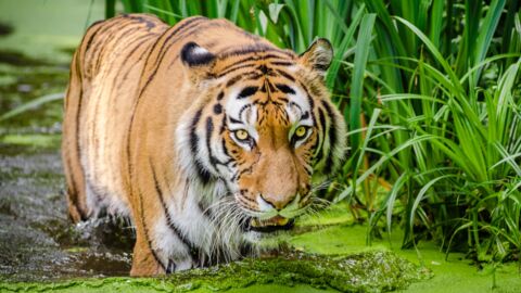 Le Kazakhstan veut réintroduire le tigre sur son territoire après 70 ans d'absence