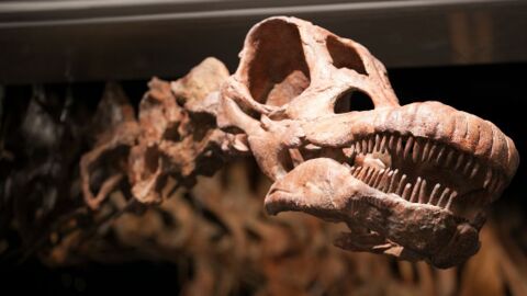 Le Titanosaure, le plus grand dinosaure jamais découvert sur Terre