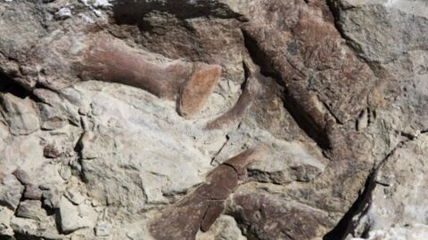 Un squelette de tyrannosaure incroyablement bien conservé découvert aux Etats-Unis