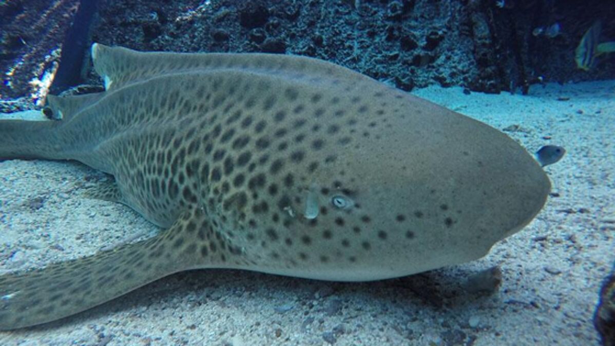 Privee De Male Une Femelle Requin Zebre Donne Naissance A Trois Bebes Toute Seule