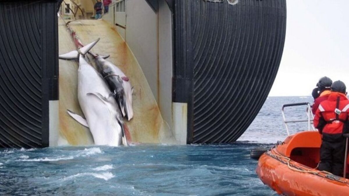 Chasse à La Baleine : 333 Cétacés Dont 122 Femelles Gestantes Tués Par ...